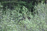 86 - Banff,Lake Louise,Morraine Lake  - IMG_0791